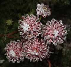 Serruria pedunculata