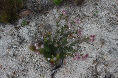 Serruria pedunculata