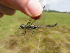 Somatochlora arctica