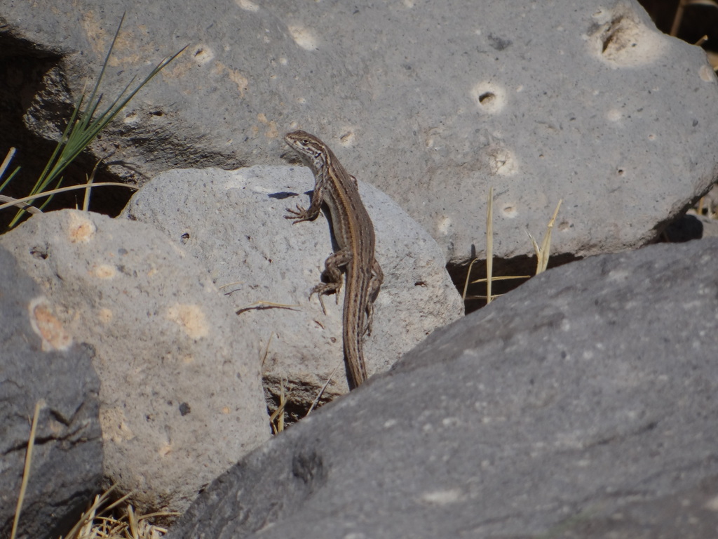 Liolaemus meraxes