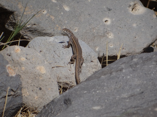 Liolaemus meraxes