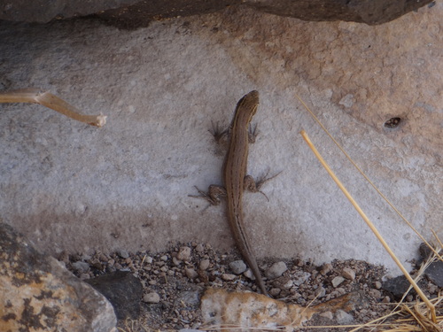Liolaemus meraxes