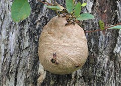 Polybia chrysothorax