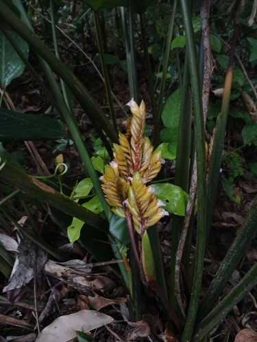 Saranthe composita