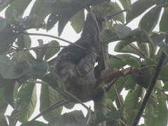 Bradypus variegatus