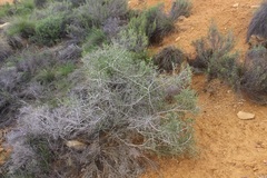 Aspalathus desertorum