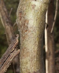 Aspalathus corrudifolia