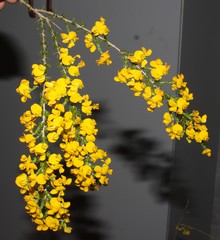 Aspalathus corrudifolia