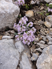 Noccaea rotundifolia