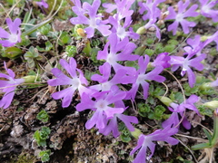 Primula minima