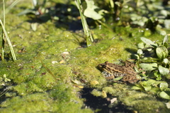Pelophylax bedriagae