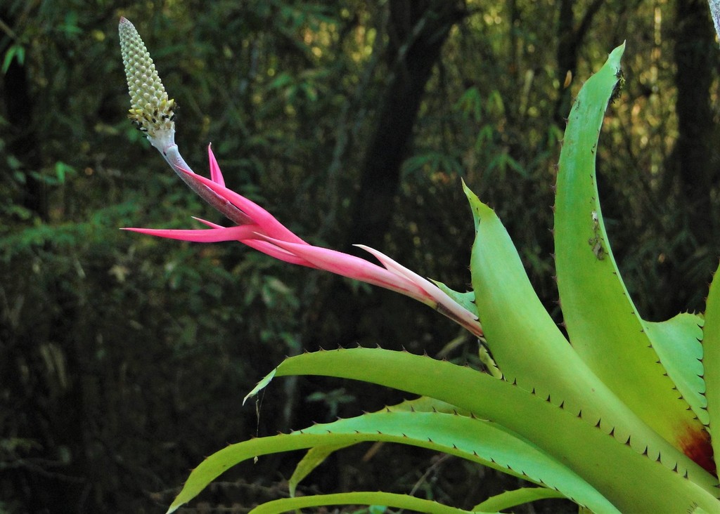 Aechmea bromeliifolia (Aechmea bromeliifolia)