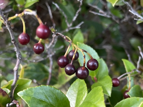 Vaccinium wrightii observed 2025-12-18