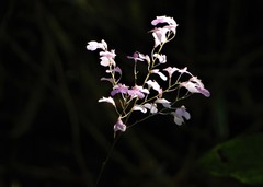 Ionopsis utricularioides