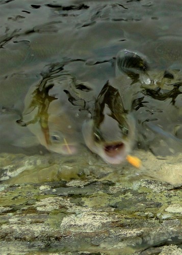 Opal brycon (Brycon opalinus) — Bryconidae