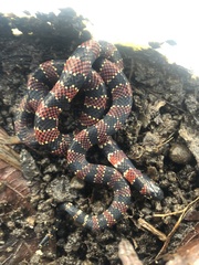 Ornate Coralsnake photo 4