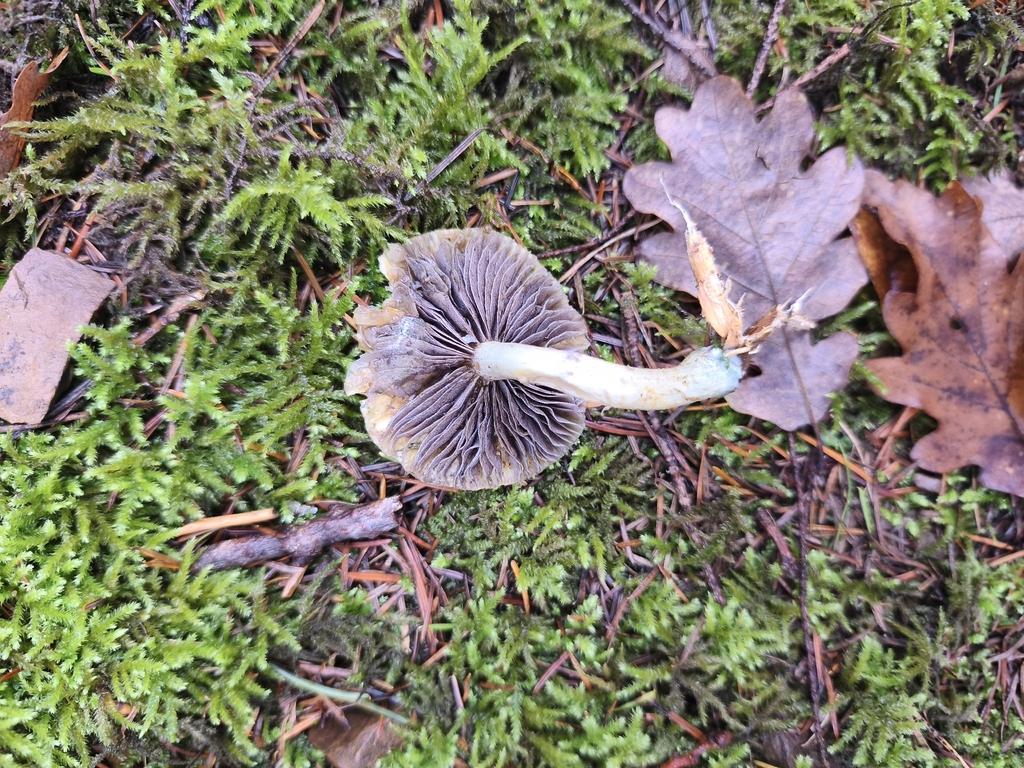 Stropharia caerulea · December 2025 · photo: © mycototor (iNaturalist, cc-by)