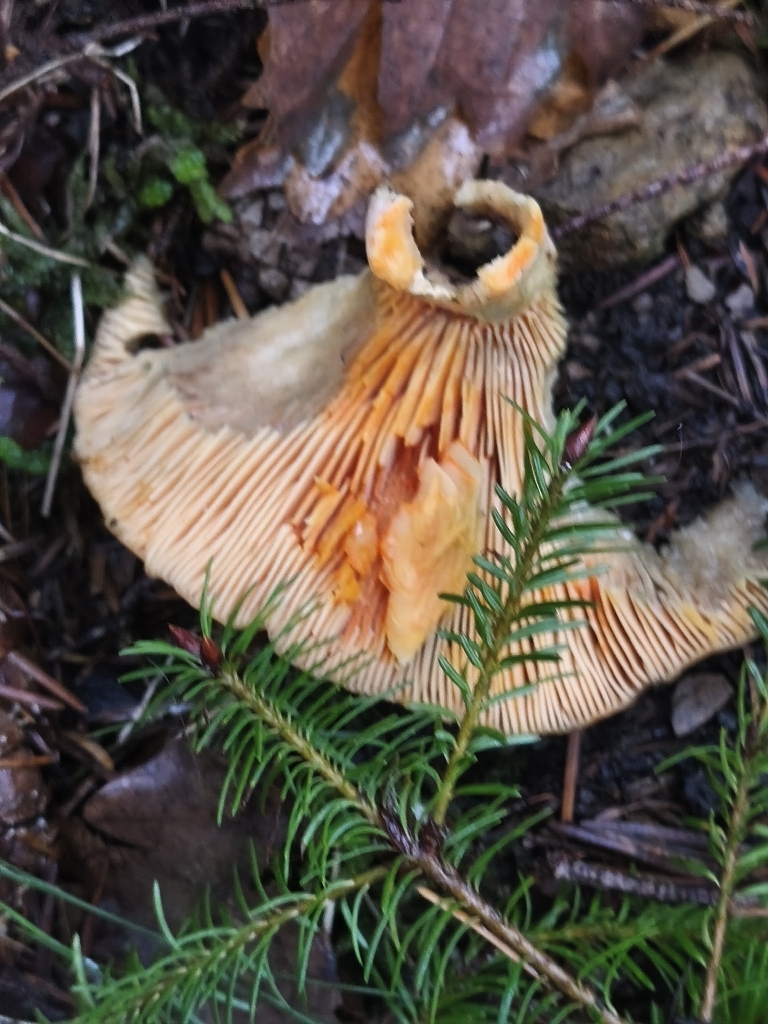 Lactarius deterrimus · December 2025 · photo: © mycototor (iNaturalist, cc-by)