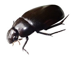 Hydrophilus piceus