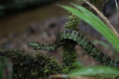 Bothrops pulcher