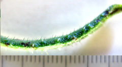 Lobostemon stachydeus