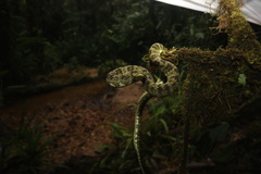 Bothrops pulcher