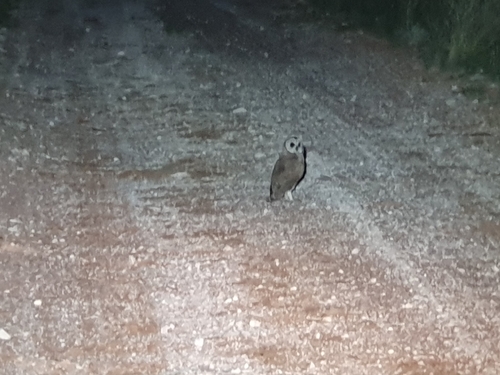 iNaturalist: (c) Kyle, some rights reserved (CC BY-NC), uploaded by Kyle iNaturalist image