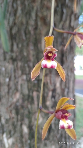 Cymbidium finlaysonianum