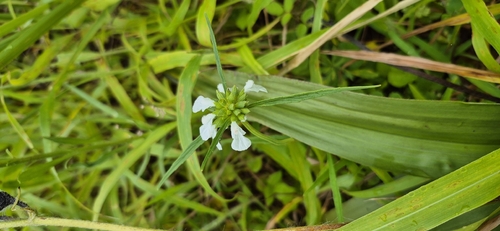 Leucas lavandulifolia, photograph 5