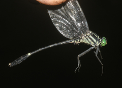 Euthygomphus schorri