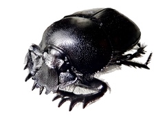 Scarabaeus typhon