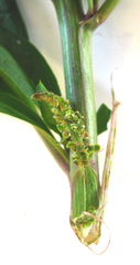 Phytolacca octandra