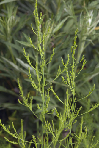 Asparagus schoberioides iNat (1)
