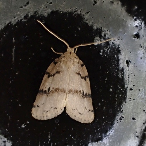 Spatulosia malgassica