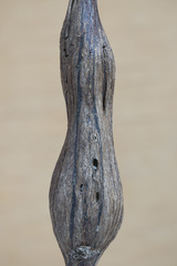 Lasioptera artemisiae