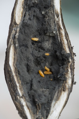 Lasioptera artemisiae