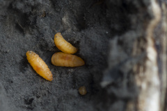 Lasioptera artemisiae