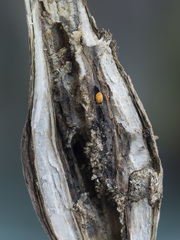 Lasioptera artemisiae