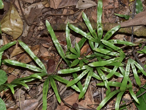 Lygodium longifolium (Lygodium longifolium)