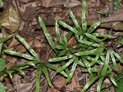 Lygodium longifolium