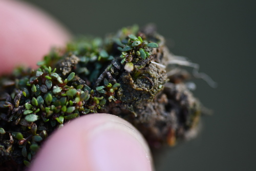 Eight-stamened Waterwort (Elatine hydropiper)