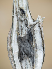 Lasioptera artemisiae