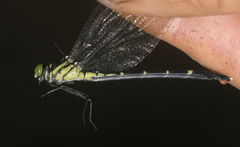 Euthygomphus schorri