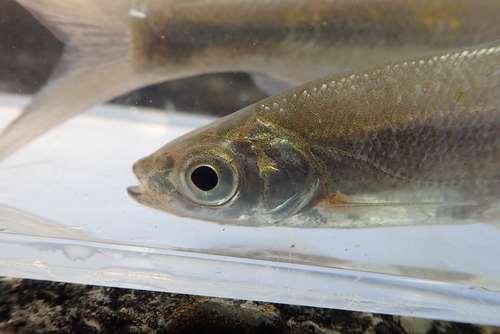 Wataka (Ischikauia steenackeri) — Cyprinidae — 4