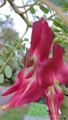Sesbania grandiflora