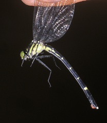 Euthygomphus schorri