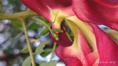 Sesbania grandiflora