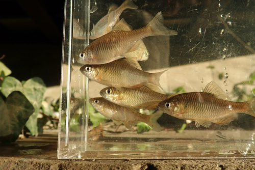 Oily bitterling (Tanakia limbata) — Cyprinidae