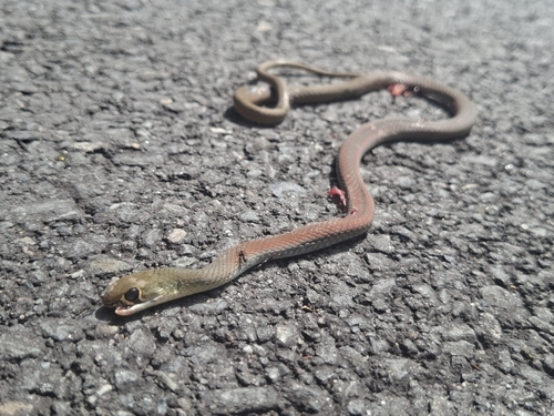 Yellow-faced Whipsnake sighting