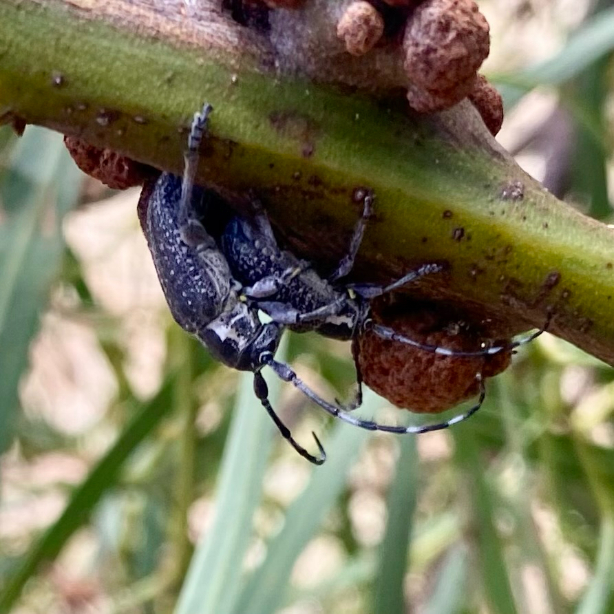 Ancita lineola